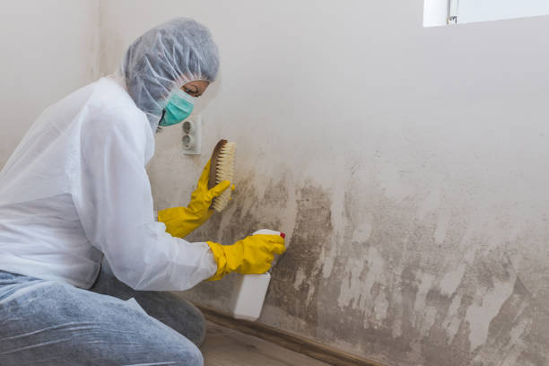 Best Mold Remediation  in Middleborough Center, MA