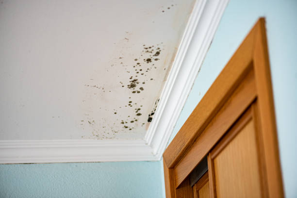 Professional Mold Removal in Middleborough Center, MA
