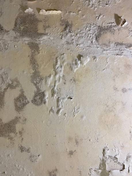Best Office Mold Removal Services  in Middleborough Center, MA