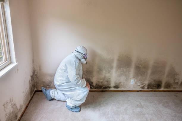 Best Crawl Space Mold Removal  in Middleborough Center, MA