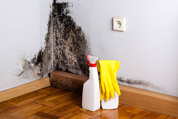 Office Mold Removal Services in Middleborough Center, MA